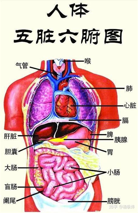 內臟有哪些|五臟六腑